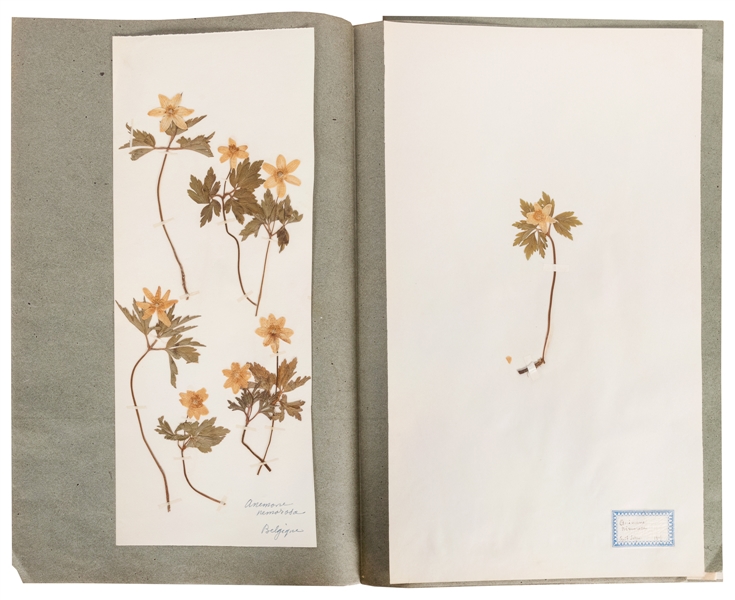  [SPECIMEN ALBUM - FLOWERING PLANTS]. Folio of specimens of ...