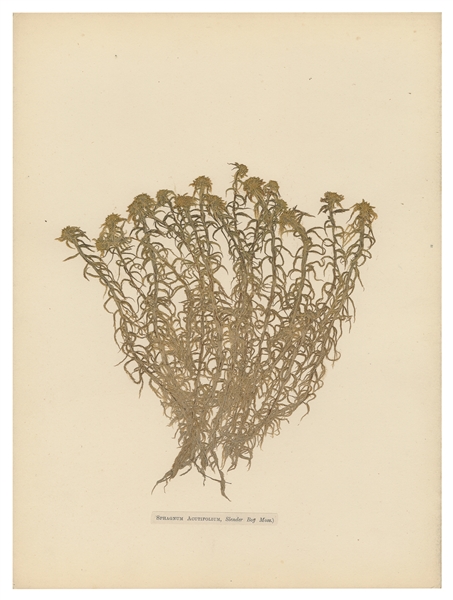  [SPECIMEN ALBUMS - ENGLISH MOSSES]. Ferns and Mosses of Der...