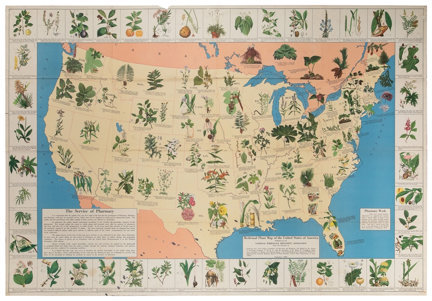  [PHARMACY]. NEWCOMB, Edwin. Medicinal Plant Map of the Unit...