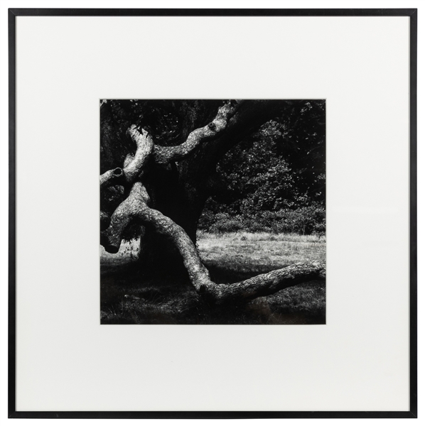  SISKIND, Aaron (American, 1903-1991). The Tree #36. 1973 (p...