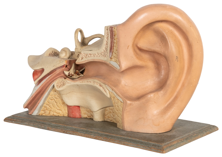  [ANATOMICAL MODEL]. Painted Cutaway Model of a Human Ear. [...