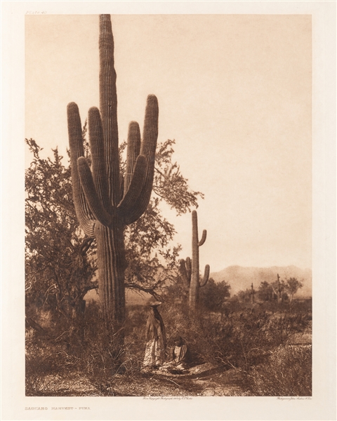  CURTIS, Edward Sheriff (American, 1868-1952). Saguaro Harve...