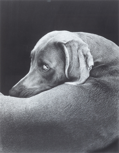  WEGMAN, William (American, b. 1943). Looking Back. 2001. Pi...