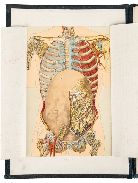  [ANATOMY]. Physician’s Anatomical Aid. Chicago: Western Pub...