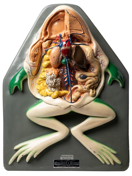  Frog Anatomical Model. Skokie, IL: Welch Scientific Co., ca...