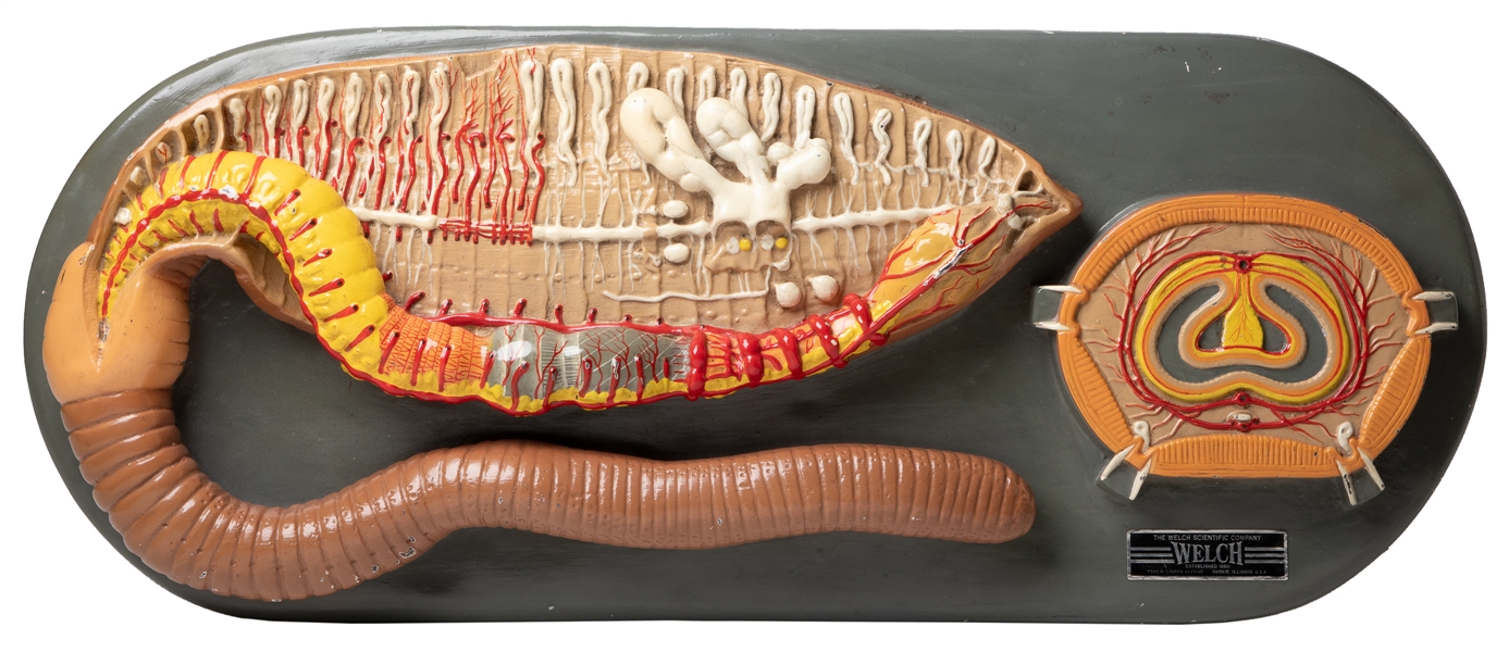  Worm Anatomical Model. Skokie, IL: Welch Scientific Co., ca...