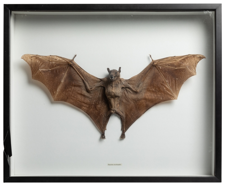  Taxidermy Bat. Mounted in a shadow box. This species of fru...