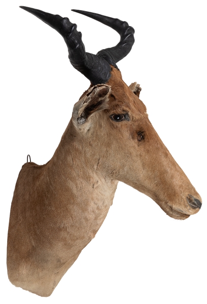  Red Hartebeest Shoulder Mount Taxidermy. Circa early to mid...