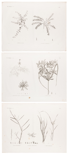  [BOTANICAL PRINTS]. Group of 43 Large Botanical Prints from...