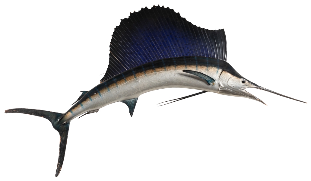  Marlin Trophy Mount Hand-Painted Figure. Full body marlin, ...