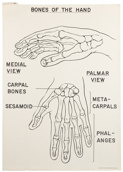  Bender’s Anatomy Charts for Courtroom Use. Albany: Matthew ...