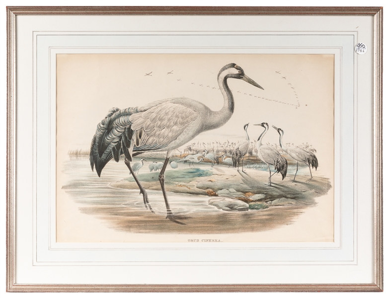  GOULD, John (1804 – 1881). Grus Cinera [The Common Crane]. ...