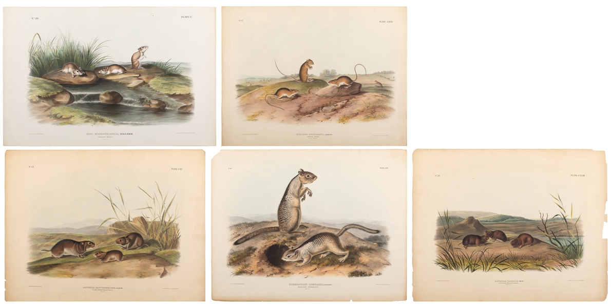  AUDUBON, John Woodhouse (1812–1862). Group of 4 Hand-Colore...