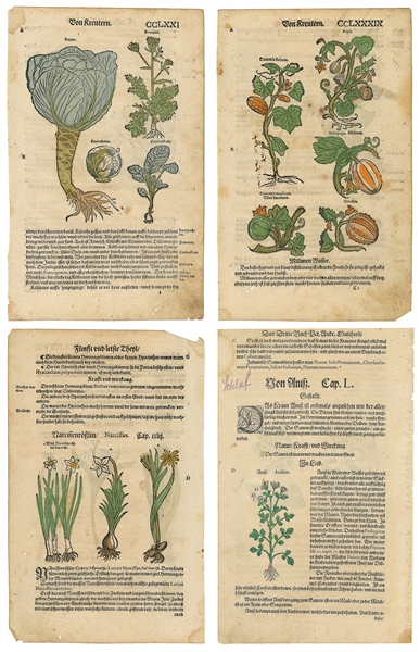  [BOTANICAL LEAVES]. Group of 12 Hand-Colored German Botanic...