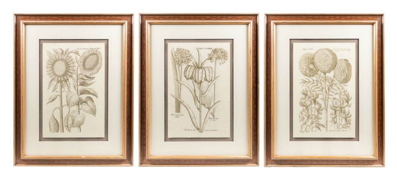  [PRINTS]. Three Botanical Prints / Allium, Sunflower, and C...