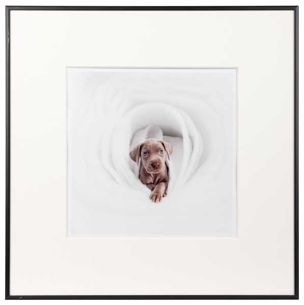  WEGMAN, William (American, b. 1943). Puppy 2001. 2001. C-pr...