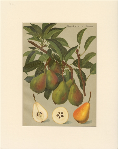  Two Pear Prints / Deutschlands Obstorten. Circa 1905. Chrom...