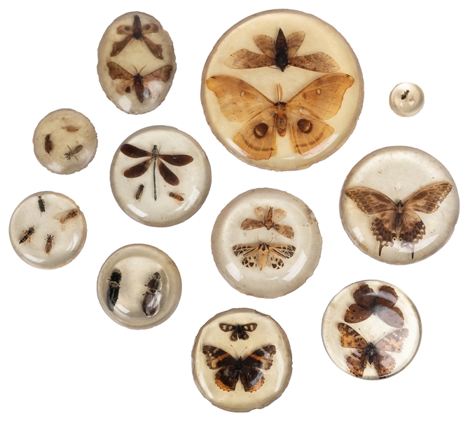  [NATURE]. Eleven Sets of Insects Cast in Resin. 1950s. Moth...