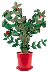 Flowering Rose Bush. Azusa: Owen Magic Supreme, 1990s. A ba...