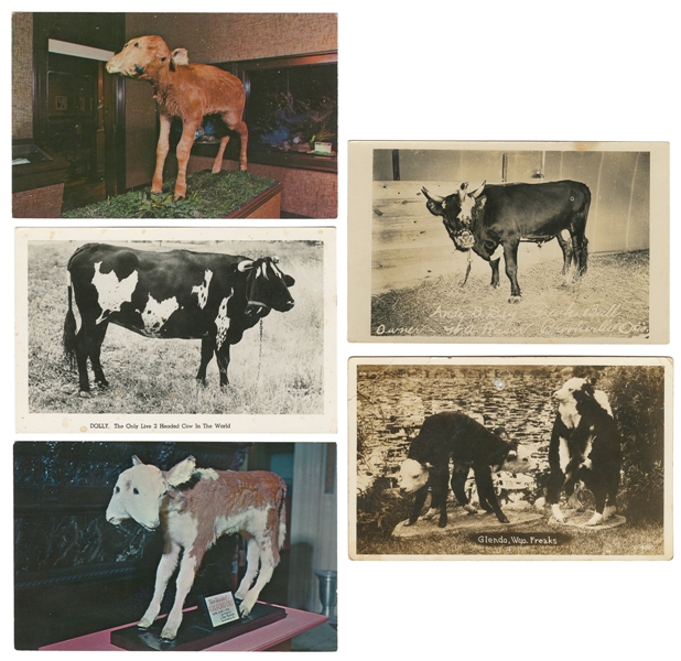 Five Postcards of Freak Cows. Circa 20th century. Group of ...