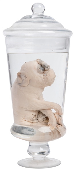 [PICKLED PUNK]. Cycloptic Pig Wet Specimen. Pig with a cycl...