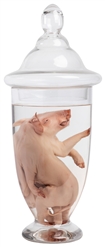 [PICKLED PUNK]. Conjoined Twin Pigs Wet Specimen. Conjoined...