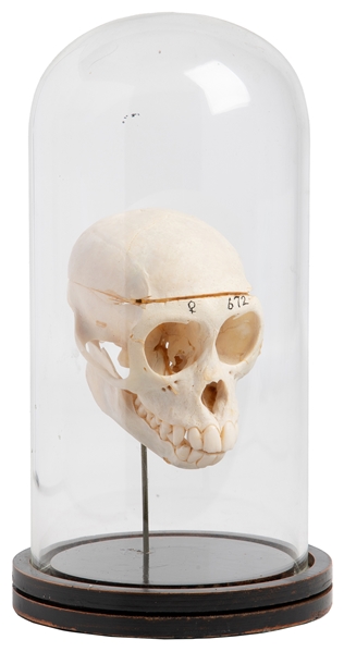 Small Primate Skull in Glass Dome Display. 20th century. Sm...