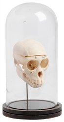 Small Primate Skull in Glass Dome Display. 20th century. Sm...