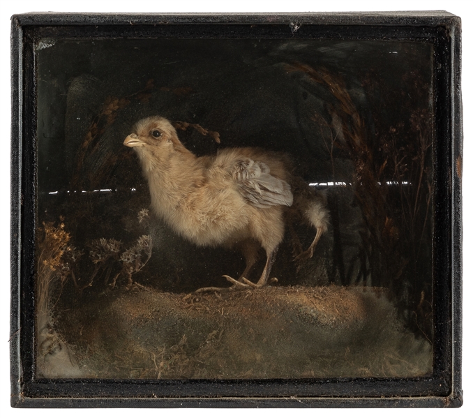 [FREAK]. Four-Legged Chick Taxidermy Diorama. Circa late 19...