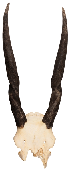 Eland Horns and Partial Skull. 20th century. Partial female...