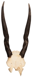 Eland Horns and Partial Skull. 20th century. Partial female...