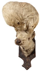 [FREAK]. Adult Sheep Head with Hydrocephalus / Mounted Taxi...