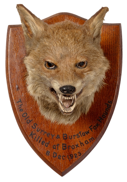 BARTLETT, F.W. Red Fox Head Mounted Taxidermy. England, 192...