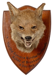 BARTLETT, F.W. Red Fox Head Mounted Taxidermy. England, 192...