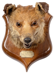 Red Fox Head Mounted Taxidermy. United States, 1902. Taxide...