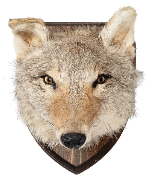 Coyote Head Mounted Taxidermy. Circa 20th century. Taxiderm...