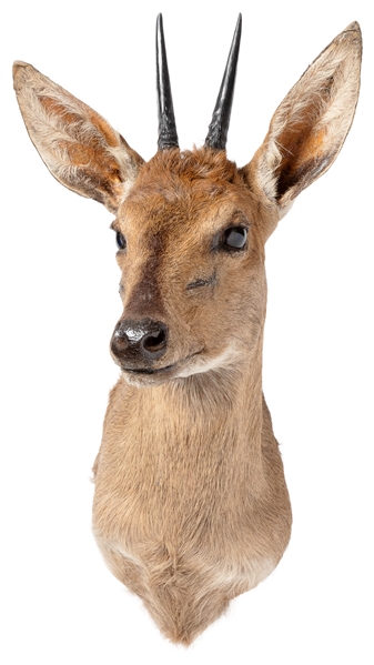 Duiker Shoulder Mount Taxidermy. Humansdrop, South Africa: ...