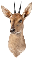 Duiker Shoulder Mount Taxidermy. Humansdrop, South Africa: ...