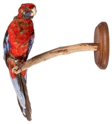 Crimson Rosella on Perch Mount Taxidermy. 20th – 21st centu...