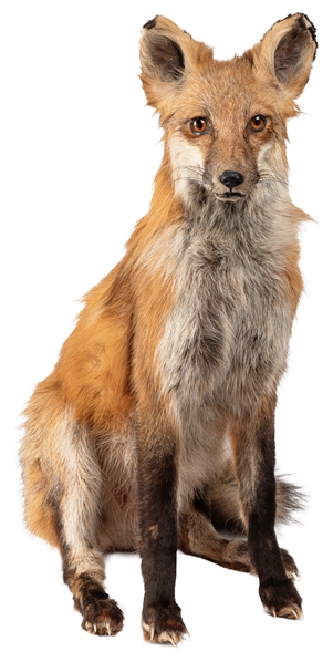 Red Fox Full Body Taxidermy Mount. In sitting position, loo...