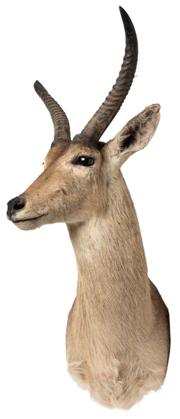 African Reedbuck Taxidermy Mount. Shoulder mount, with wood...