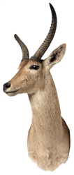 African Reedbuck Taxidermy Mount. Shoulder mount, with wood...