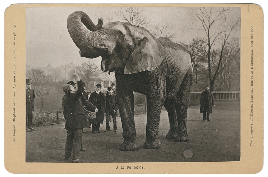 Cabinet Card Photograph of Jumbo the Elephant. Circa 1880s....