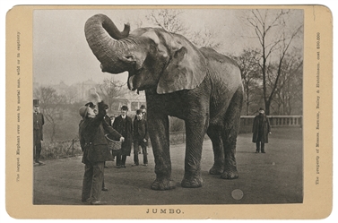 Cabinet Card Photograph of Jumbo the Elephant. Circa 1880s....