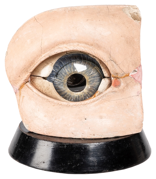 Antique Anatomical Eye Model. European, 19th century. Compo...