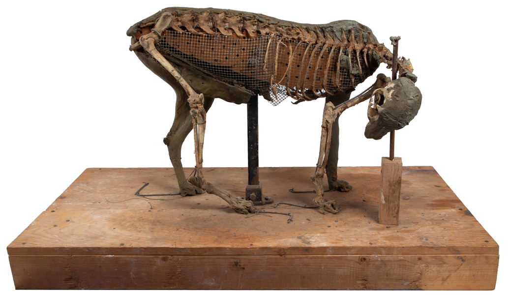 Bobcat Skeleton Taxidermy Clay Armature. Circa 1920s. Armat...