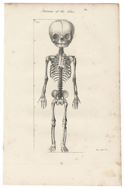 Skeleton of the Fetus. Johnson Litho, N.Y., ca. mid-19th ce...