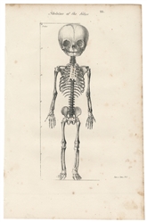 Skeleton of the Fetus. Johnson Litho, N.Y., ca. mid-19th ce...