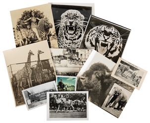  [ANIMALS]. Group of Nearly 50 Photos of Circus Animals and ...