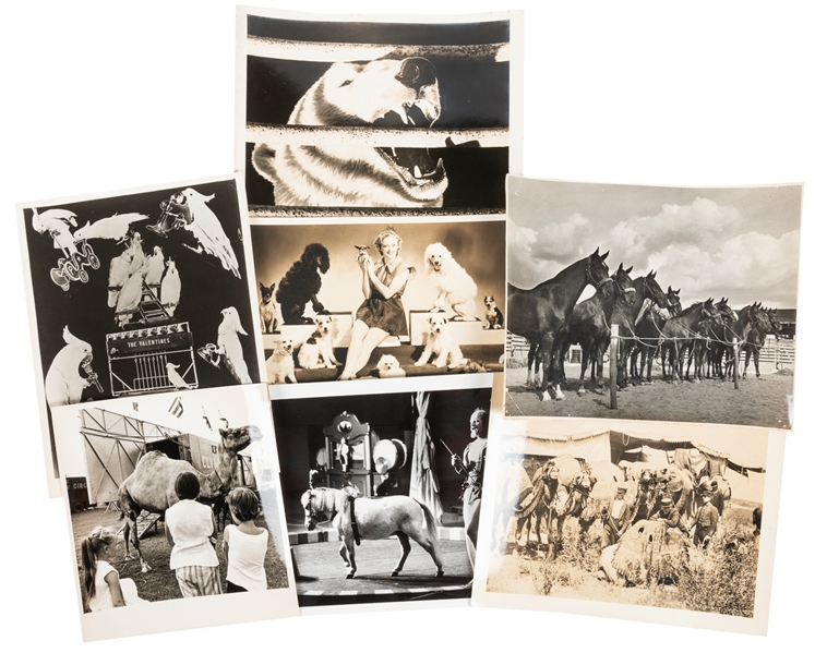  Archive of Circus Animal Photos. Circa early 20th century. ...